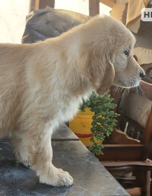 Golden retriever  - kép 2