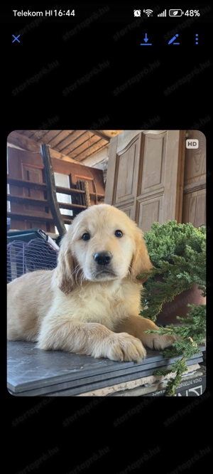 Golden retriever  - kép 4