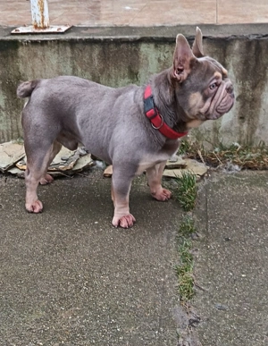 Francia bulldog kan Fedez - kép 5