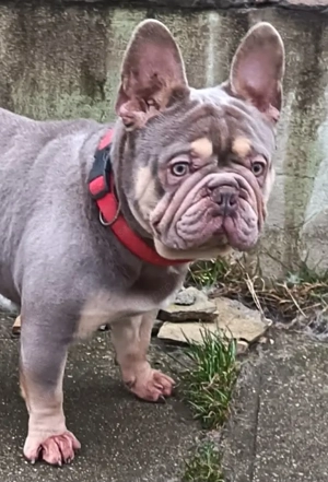 Francia bulldog kan Fedez - kép 4