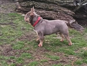 Francia bulldog kan Fedez - kép 2