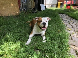 Miskolc: Ariel Fedez - 5 Éves Amerika StaffordShire Terrier Kan - kép 2