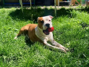 Miskolc: Ariel Fedez - 5 Éves Amerika StaffordShire Terrier Kan - kép 3