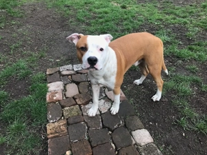 Miskolc: Ariel Fedez - 5 Éves Amerika StaffordShire Terrier Kan - kép 5