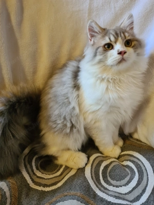 Törzskönyvezett szülőktő Brit hosszú szőrű kiskandúr!