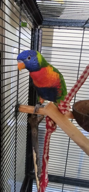 Szivárvány Lóri papagáj  - kép 2