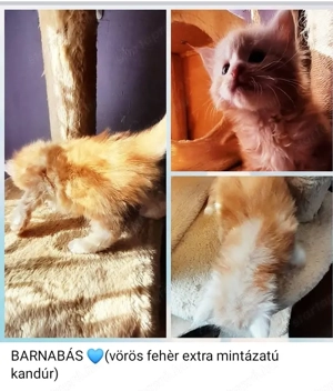 Maine Coon kiscicák - kép 3