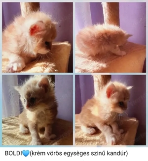 Maine Coon kiscicák