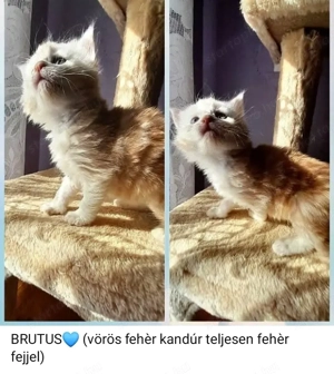 Maine Coon kiscicák - kép 5