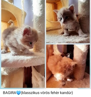 Maine Coon kiscicák - kép 2