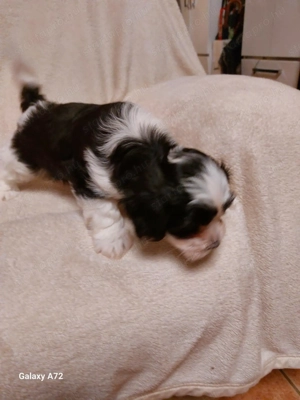 Fekete fehér Bichon Havanese kiskutya - kép 4