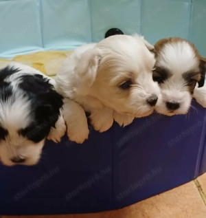 Fekete fehér Bichon Havanese kiskutya - kép 5