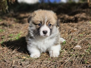 Welsh Corgi minöségi 8-hetes kiskutyák eladóak!  - kép 5