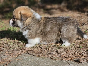 Welsh Corgi minöségi 8-hetes kiskutyák eladóak!  - kép 3