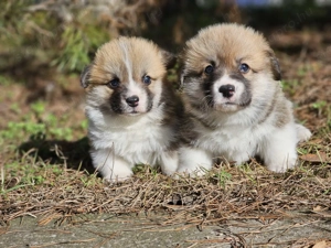 Welsh Corgi minöségi 8-hetes kiskutyák eladóak! 