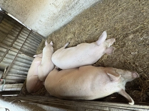 Nagy súlyú hízók - kép 3