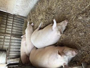 Nagy súlyú hízók - kép 2