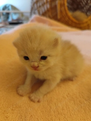 skót álló és lógó fülű fiúk - kép 2