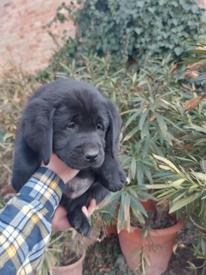 Labrador retriever kiskutyák 