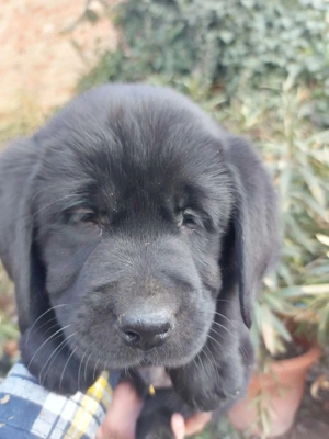 Labrador retriever kiskutyák  - kép 3