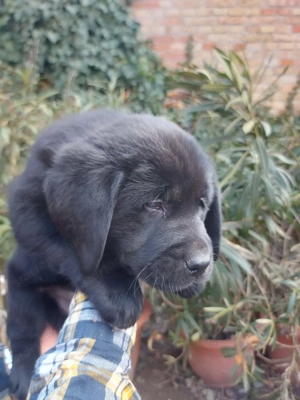 Labrador retriever kiskutyák  - kép 2