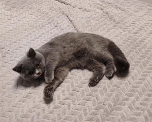 Törzskönyvezett Brit rövidszőrű kislány  - kép 2