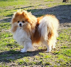 Pomerániai törpespitz - kép 3