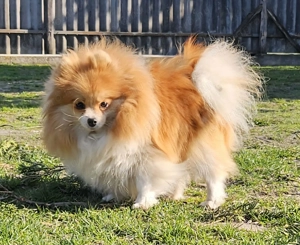 Pomerániai törpespitz - kép 2