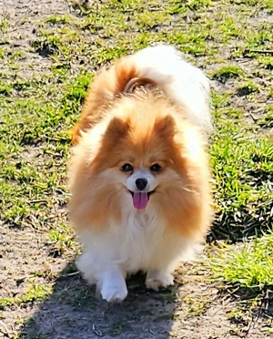 Pomerániai törpespitz - kép 5