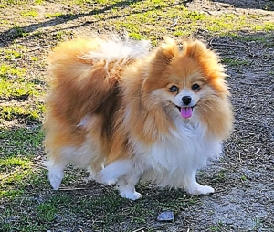 Pomerániai törpespitz - kép 4