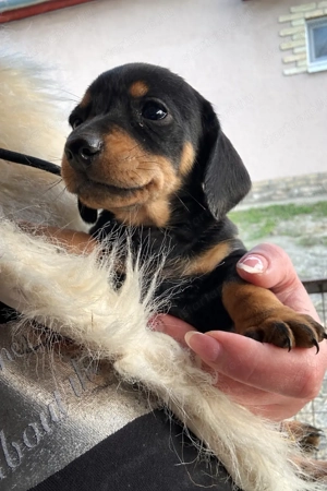 Törpetacskó - kép 2