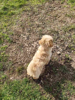 Maltipoo kiskutyák - kép 4