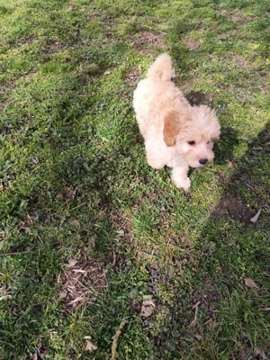 Maltipoo kiskutyák - kép 3