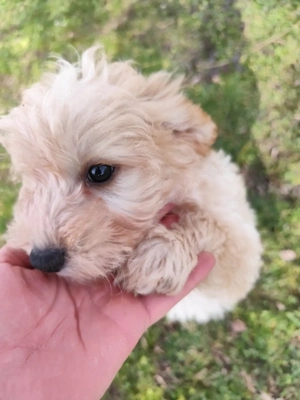 Maltipoo kiskutyák - kép 5