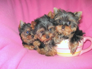 Yorkshire Terrie kiskutya eladó - kép 2