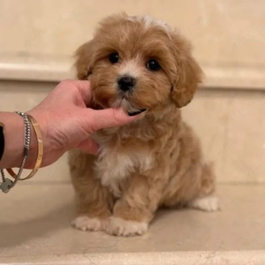 Cavapo kölykök  - kép 2