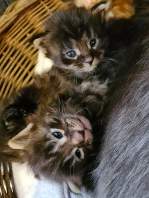 Törzskönyvezett szülőktől Maine Coon babyk foglalhatók! - kép 2