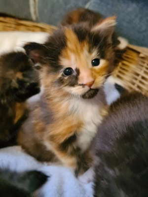 Törzskönyvezett szülőktől Maine Coon babyk foglalhatók!