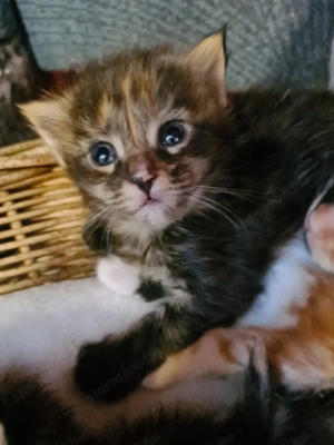 Törzskönyvezett szülőktől Maine Coon babyk foglalhatók! - kép 4