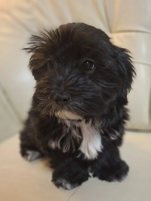 Morkie kiskutya - kép 2