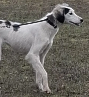 Saluki Perzsa agár szuka - kép 2