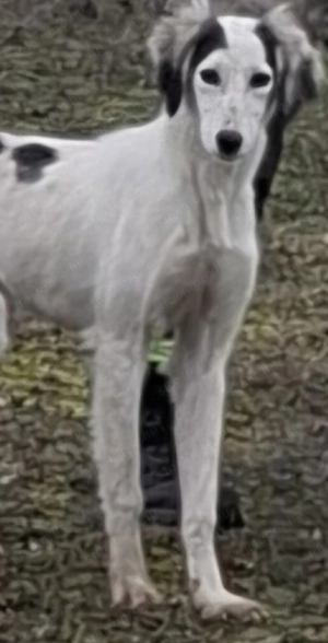 Saluki Perzsa agár szuka