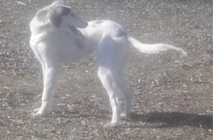 Saluki Perzsa agár szuka - kép 4