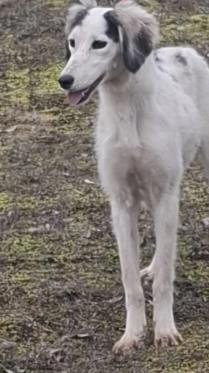 Saluki Perzsa agár szuka - kép 3