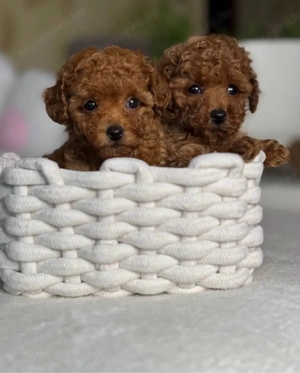   toy uszkár   - kép 2