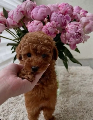   toy uszkár   - kép 3