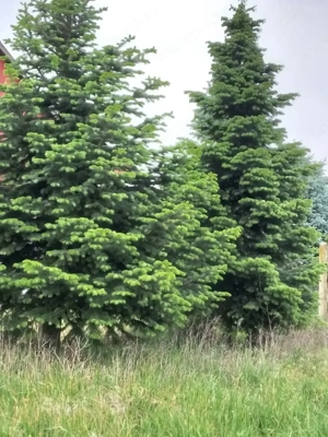  Székelyben!! 150 m2 -es  szép állapotban lévő ,családi ház ELADÓ! - - kép 10