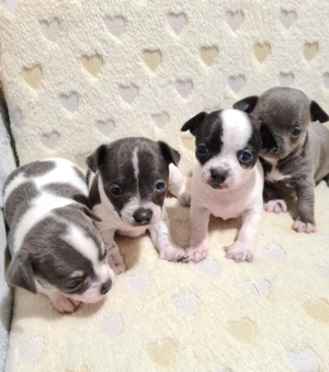 Színes csivava babyk foglalhatóak!