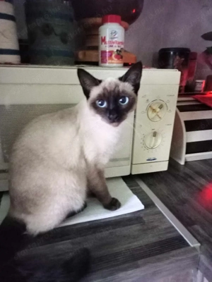 sziámi cica - kép 2