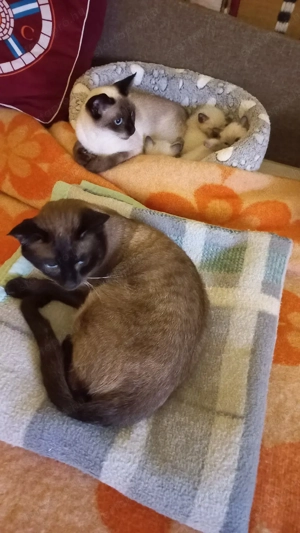 sziámi cica - kép 3